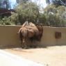Day 5 SD Zoo