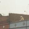 2003-07-19-dogonroof