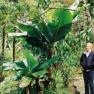 2003-07-26-bannatree