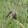 2003-07-26-monkey2