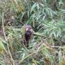 2003-07-26-monkey3