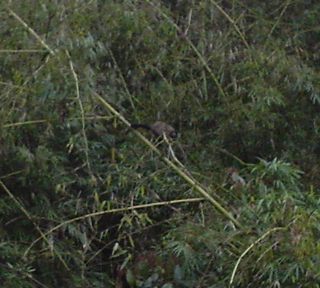 2003-07-26-monkeys