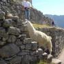 machupichu8