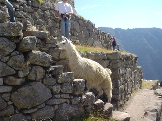 machupichu8