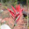 zion_4_taylor_creek_060
