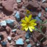zion_4_taylor_creek_070