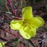 zion_4_taylor_creek_080