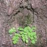 zion_7_riverside_walk_040