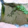 zion_7_riverside_walk_046